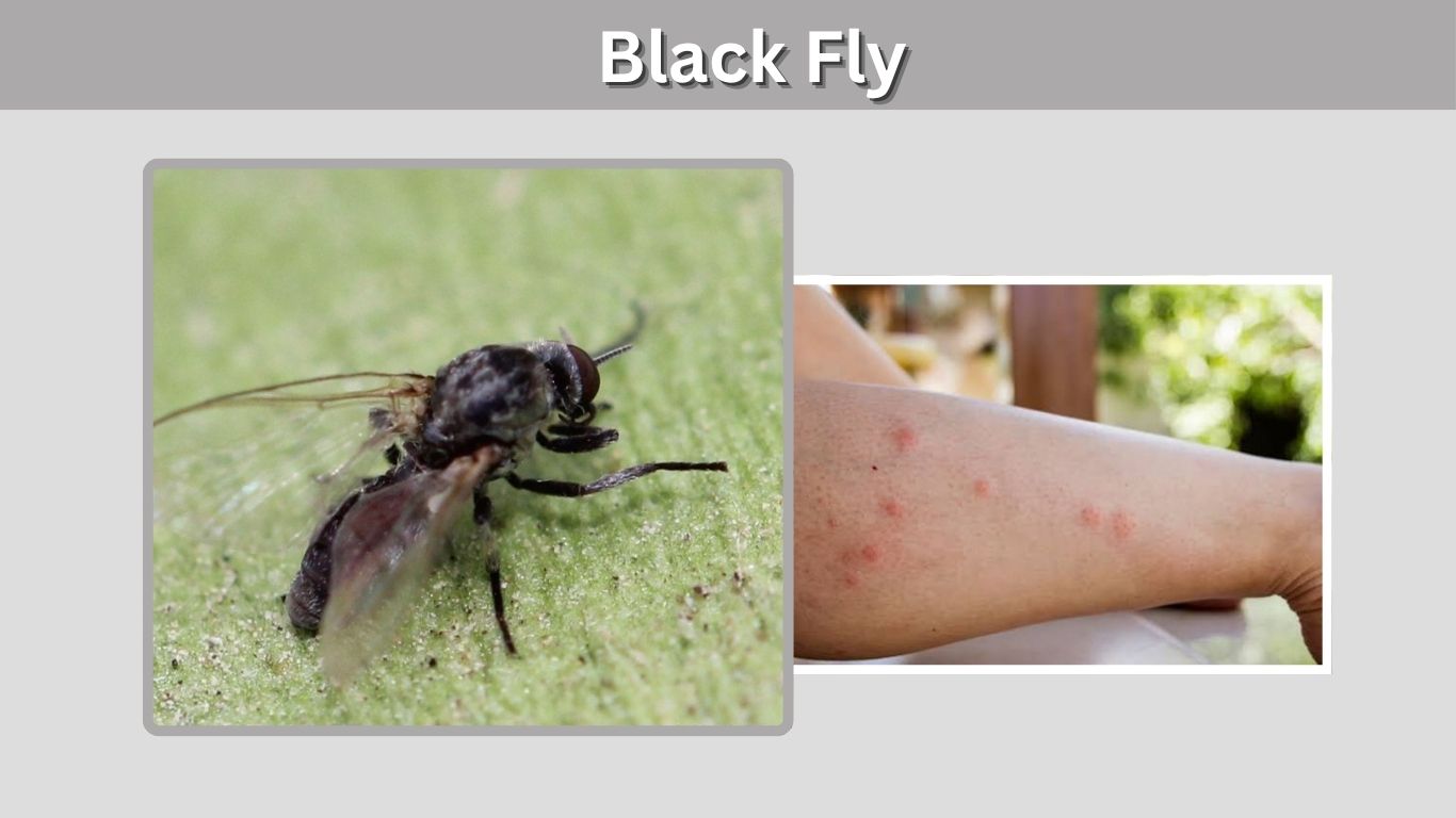 Black Fly: Bites, Larvae, Season, Repellent & Facts