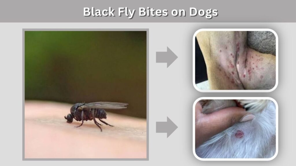 Black Fly Bites on Dogs