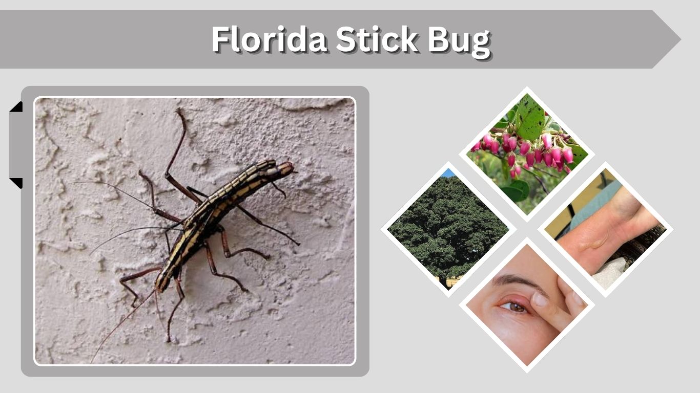 Florida Stick Bug: Identification, Spray, Size & Facts