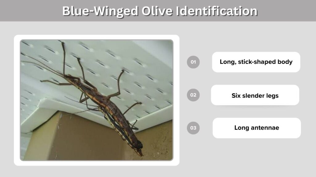 What Does a Florida Stick Bug Look Like?