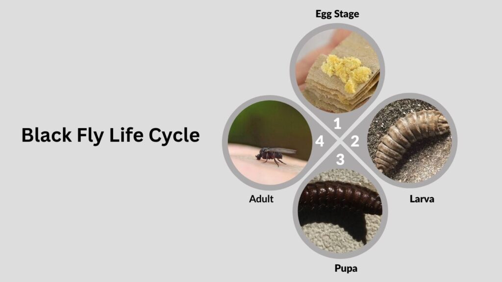 Black Fly Life Cycle