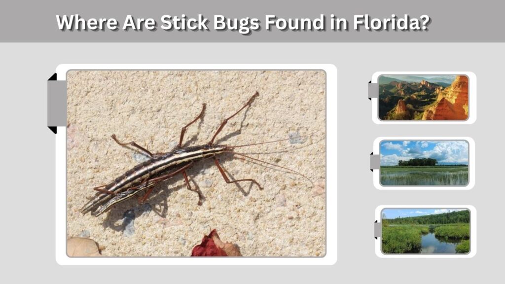 What Does a Florida Stick Bug Look Like?