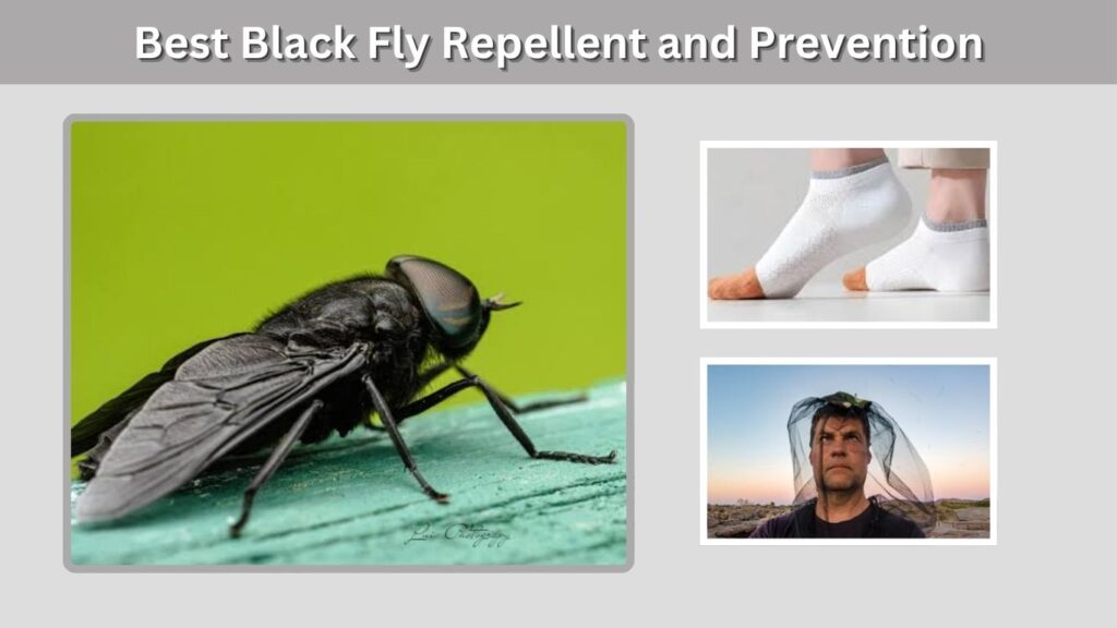 Best Black Fly Repellent and Prevention