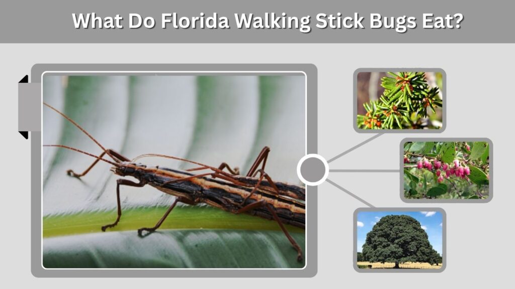 What Do Florida Walking Stick Bugs Eat?