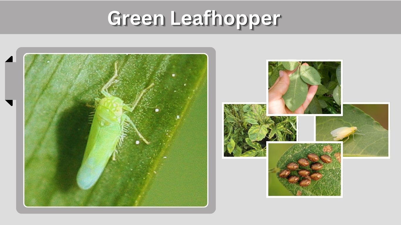 Green Leafhopper: Identification, Damage, Life Cycle & Control