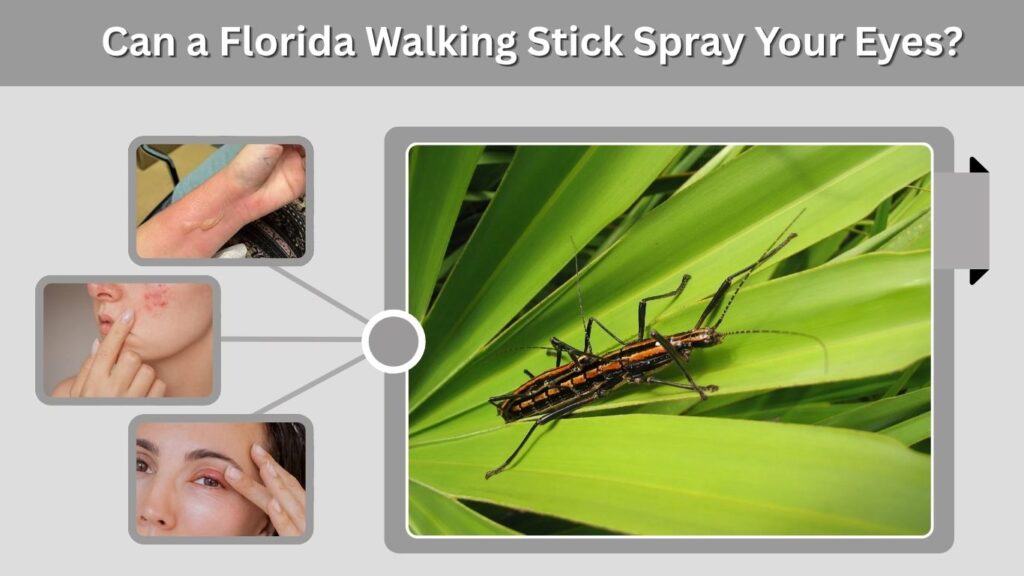 Can a Florida Walking Stick Spray Your Eyes?