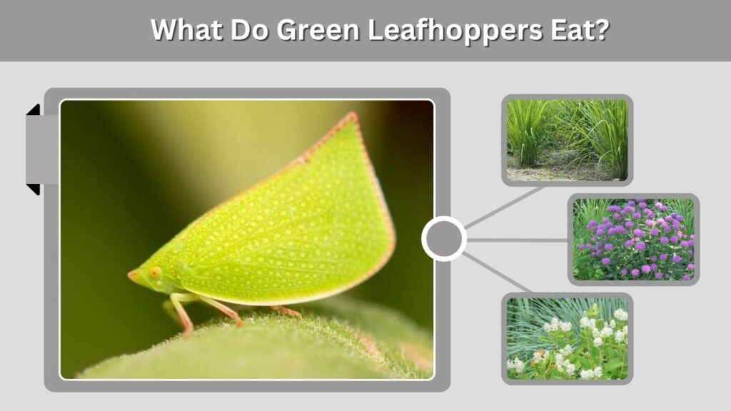 What Do Green Leafhoppers Eat?