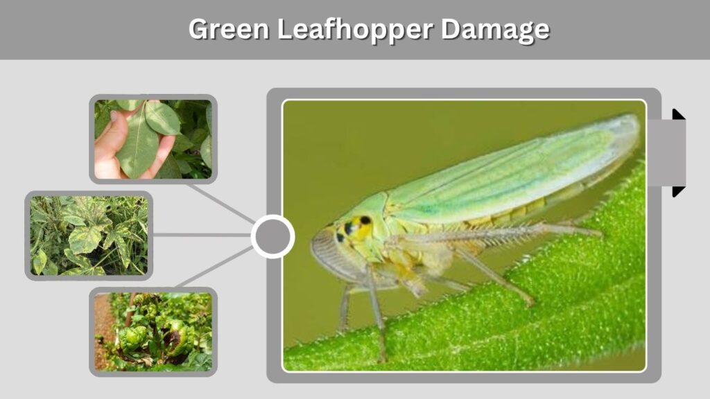 Green Leafhopper Damage