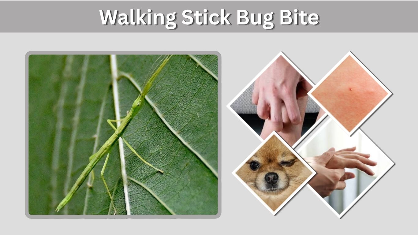 Walking Stick Bug Bite: Symptoms and First Aid