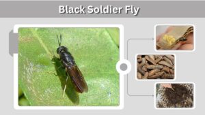 Black Soldier Fly: Larvae, Life Cycle, Compost & Benefits