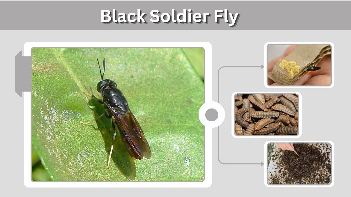 Black Soldier Fly: Larvae, Life Cycle, Compost & Benefits