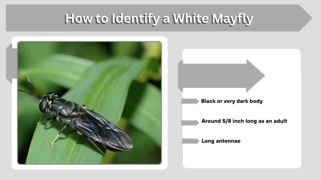 Black Soldier Fly Identification