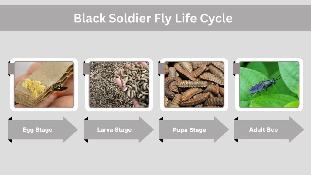 Black Soldier Fly Life Cycle