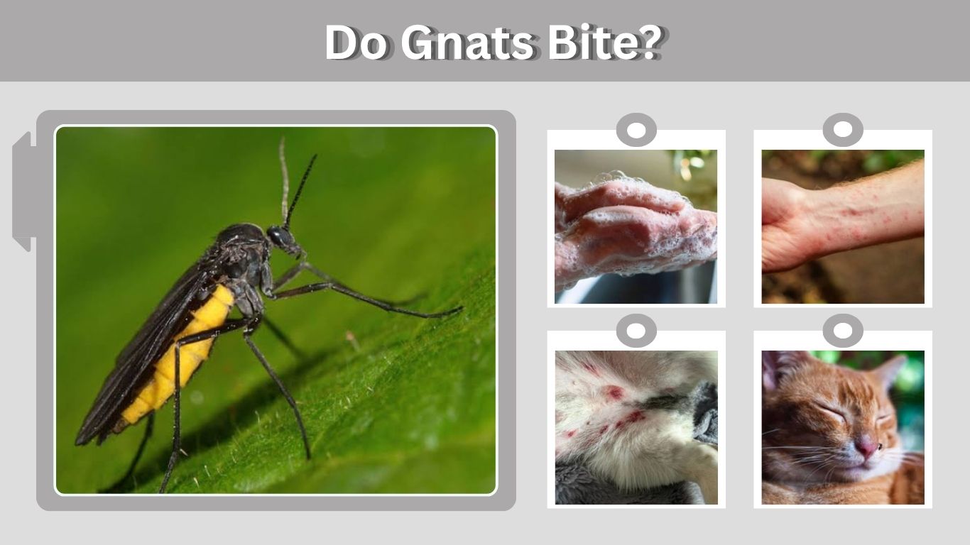 Do Gnats Bite? What Gnat Bites Look Like and How to Treat Them