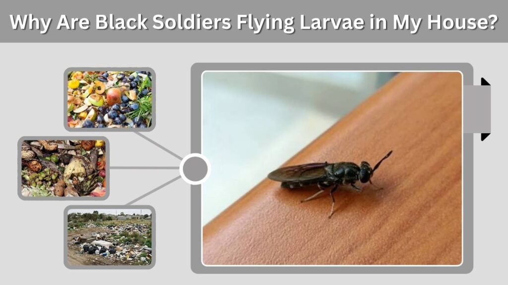 Why Are Black Soldiers Flying Larvae in My House?