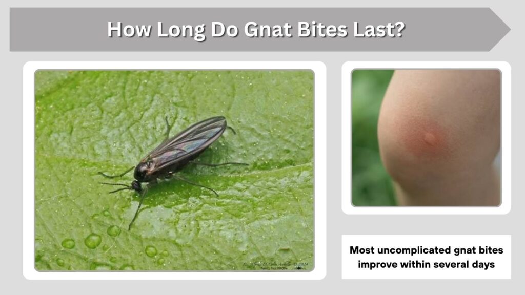 How Long Do Gnat Bites Last?