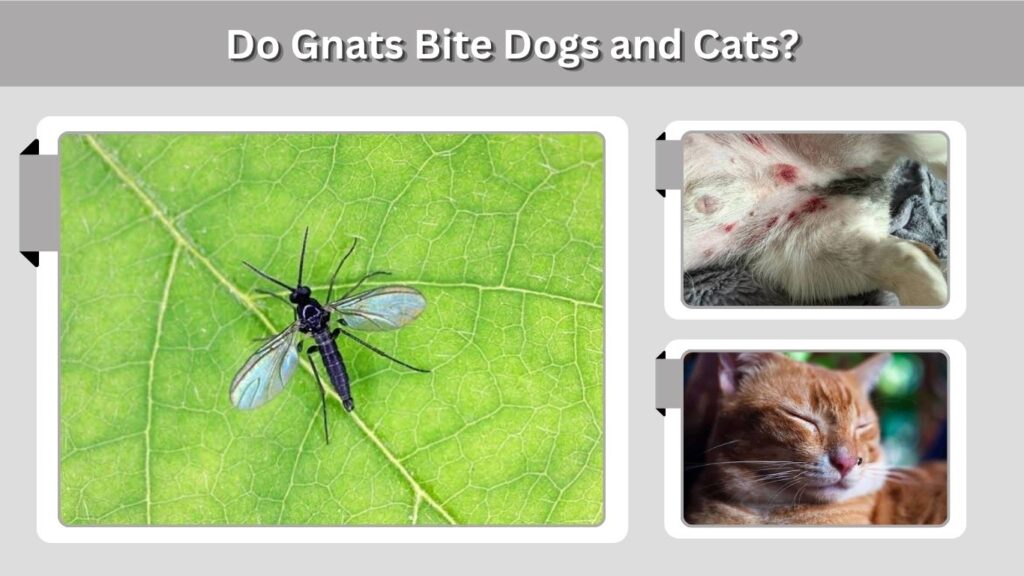 Do Gnats Bite Dogs and Cats?