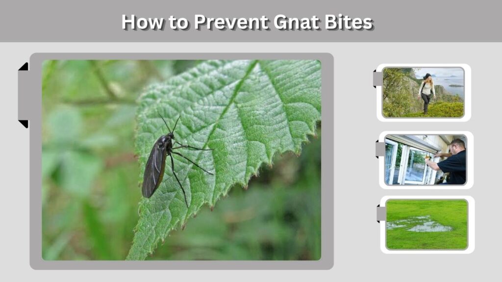 How to Prevent Gnat Bites