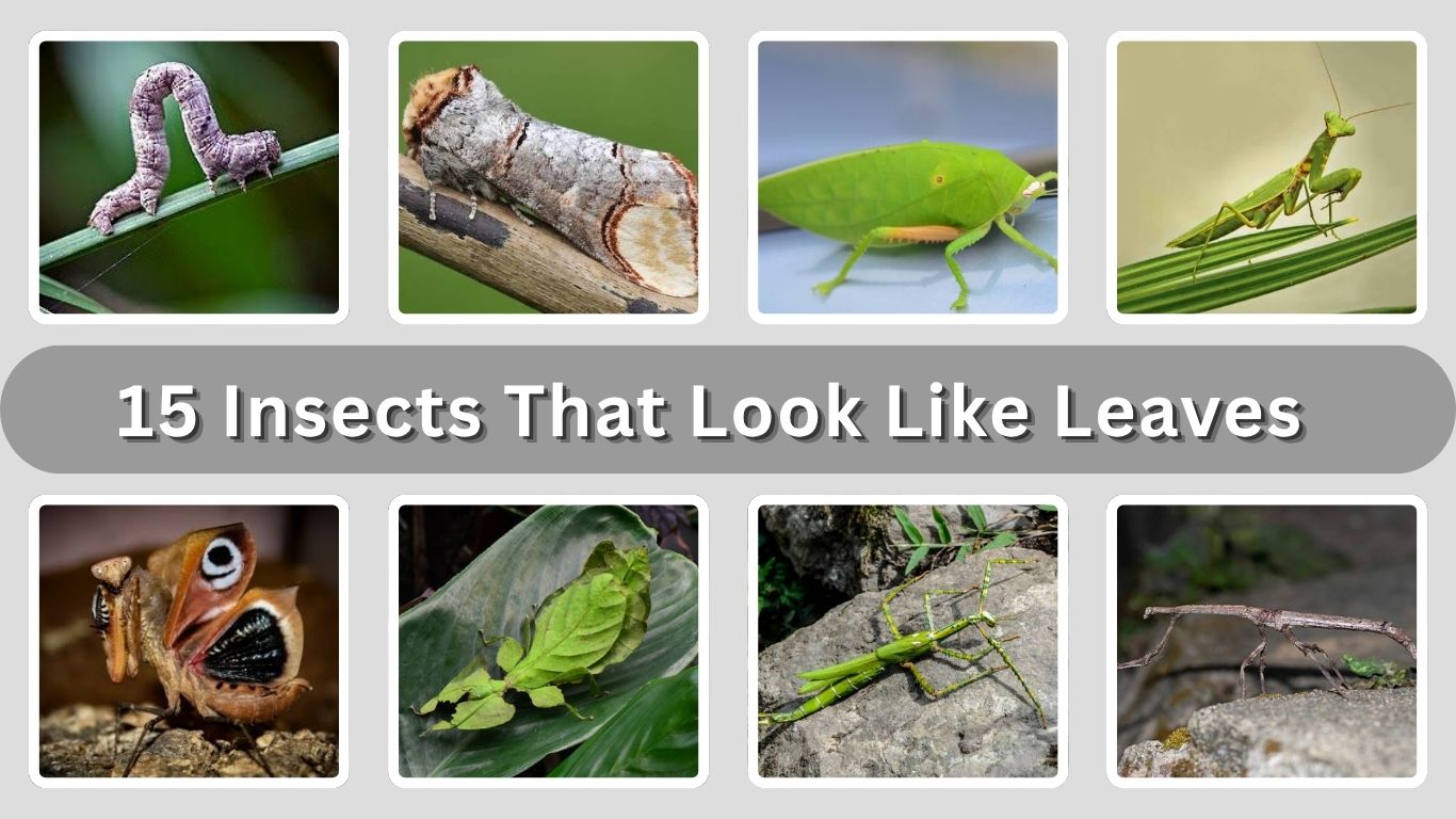 15 Insects That Look Like Leaves, Sticks, and Twigs: ID with Pictures
