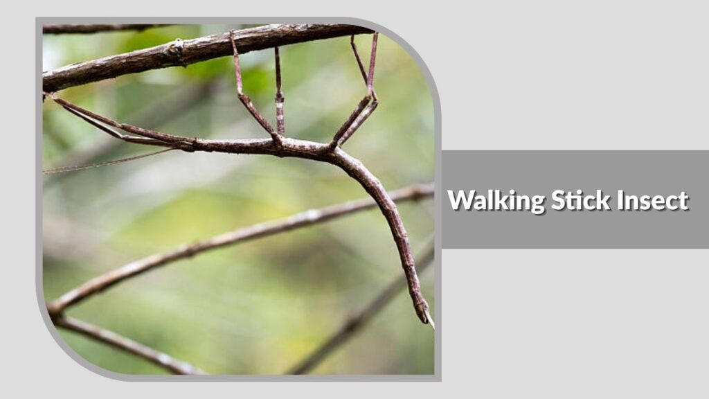 Walking Stick Insect