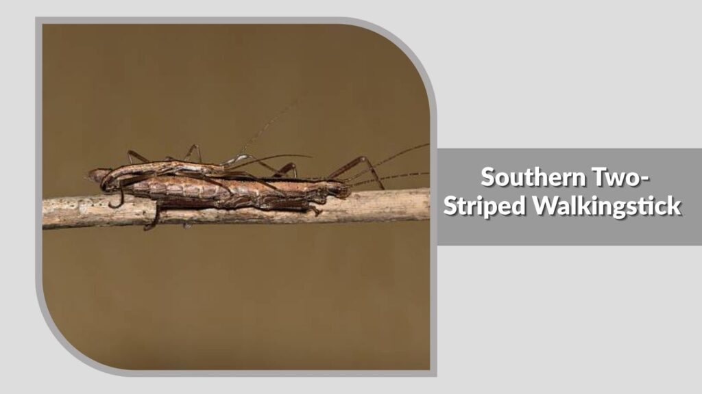 Southern Two-Striped Walkingstick