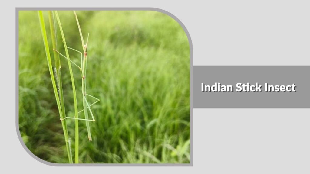 Indian Stick Insect
