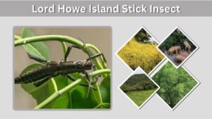 Lord Howe Island Stick Insect: Habitat, Size, and Facts