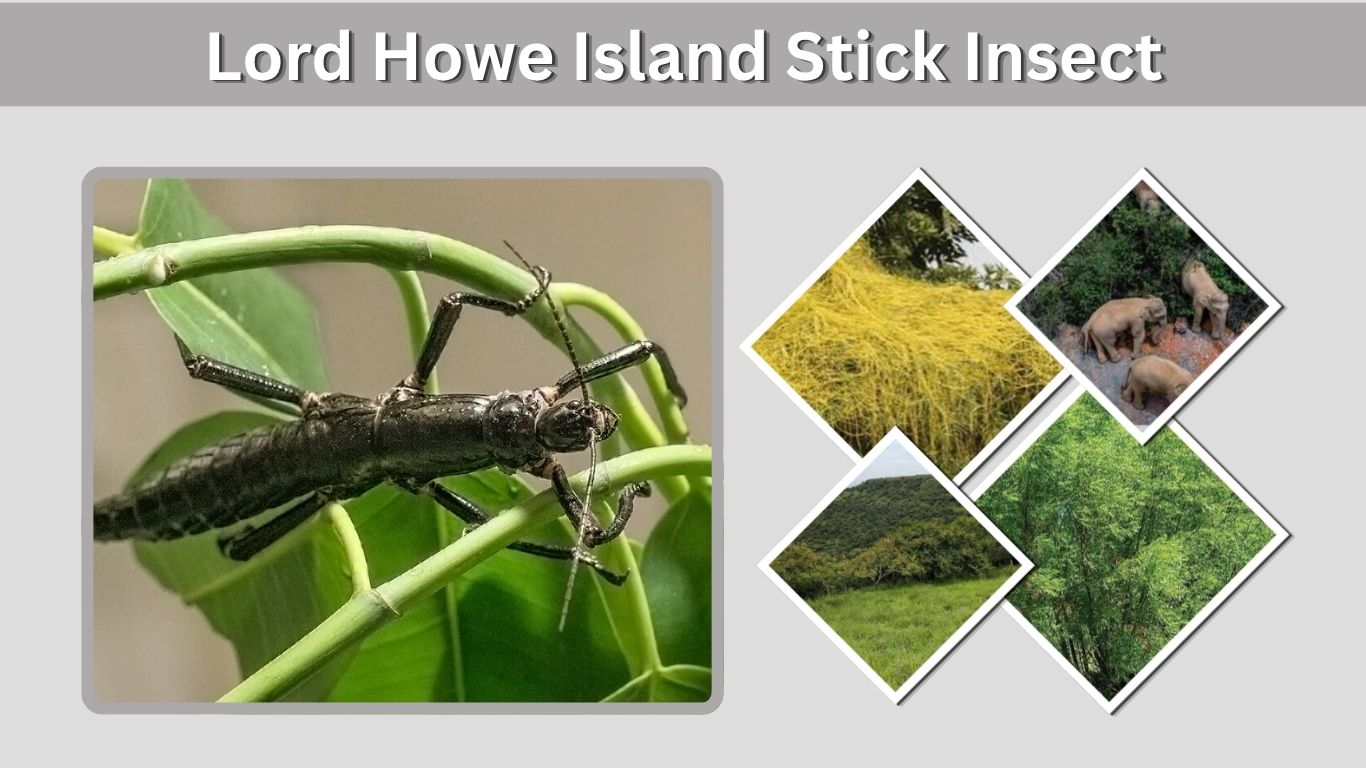 Lord Howe Island Stick Insect: Habitat, Size, and Facts
