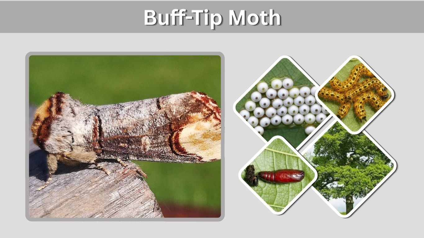 Buff-Tip Moth: Caterpillar, Life Cycle, Habitat & Facts