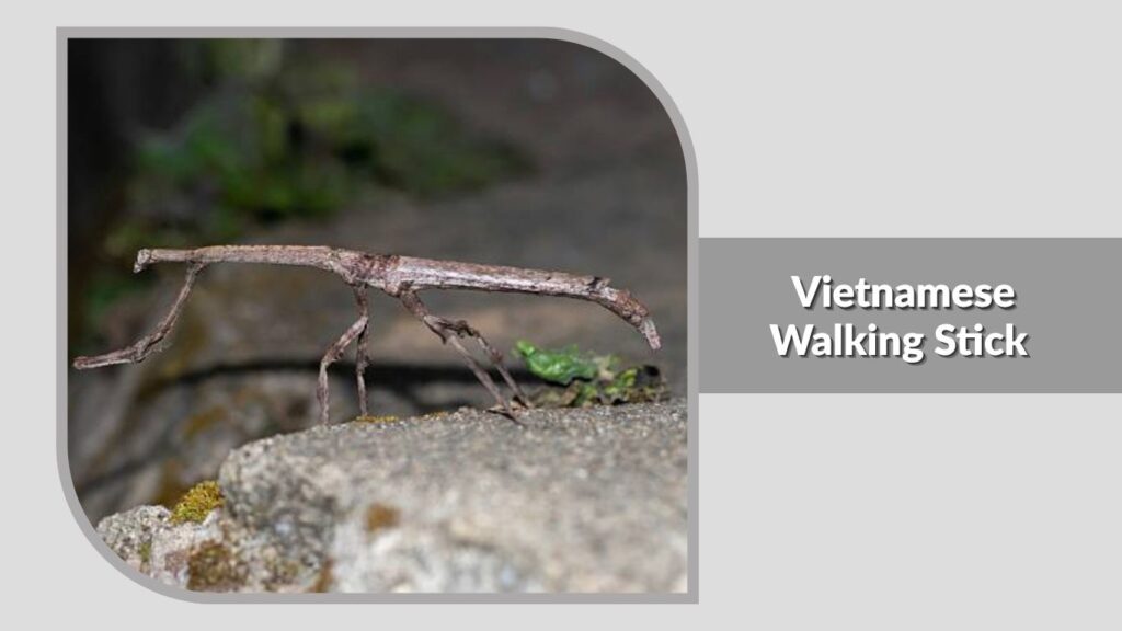 Vietnamese Walking Stick