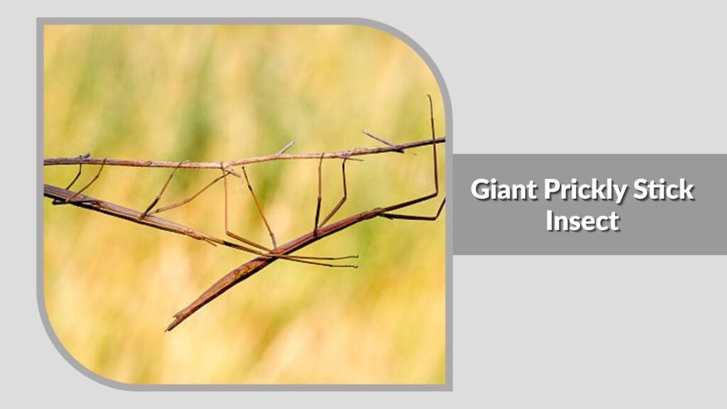 Giant Prickly Stick Insect