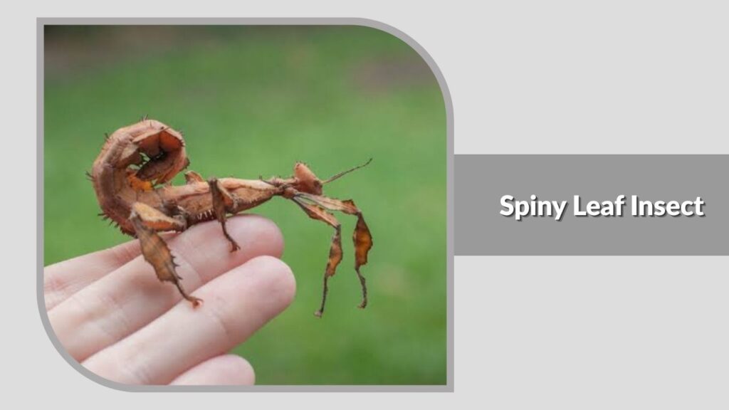 Spiny Leaf Insect