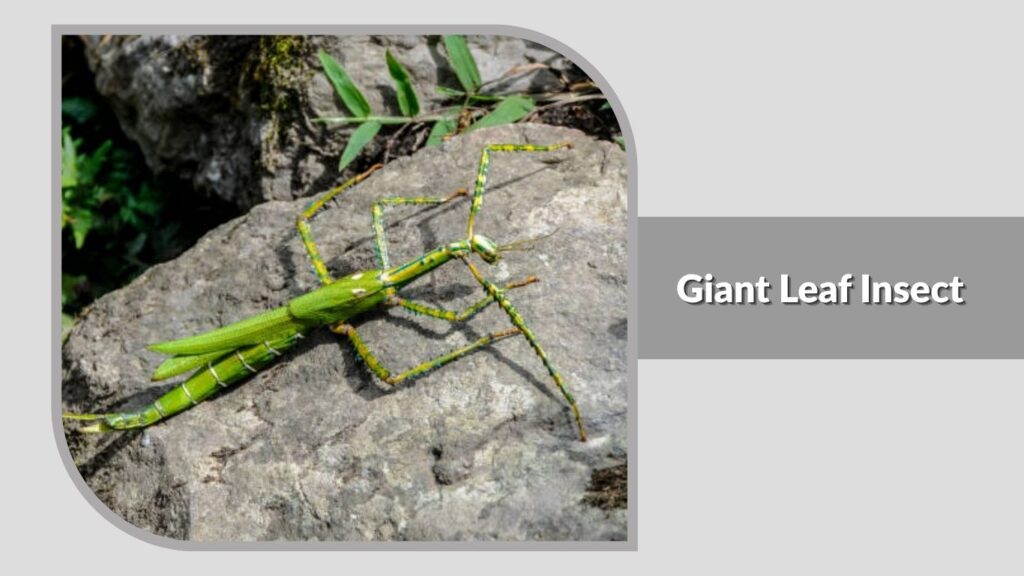Giant Leaf Insect