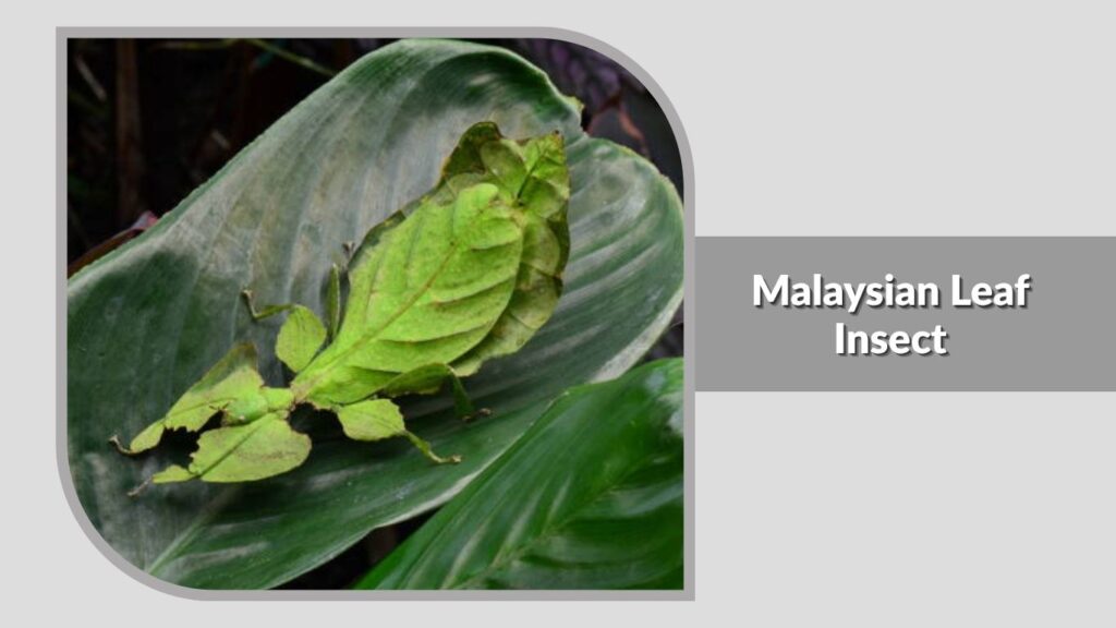 Malaysian Leaf Insect