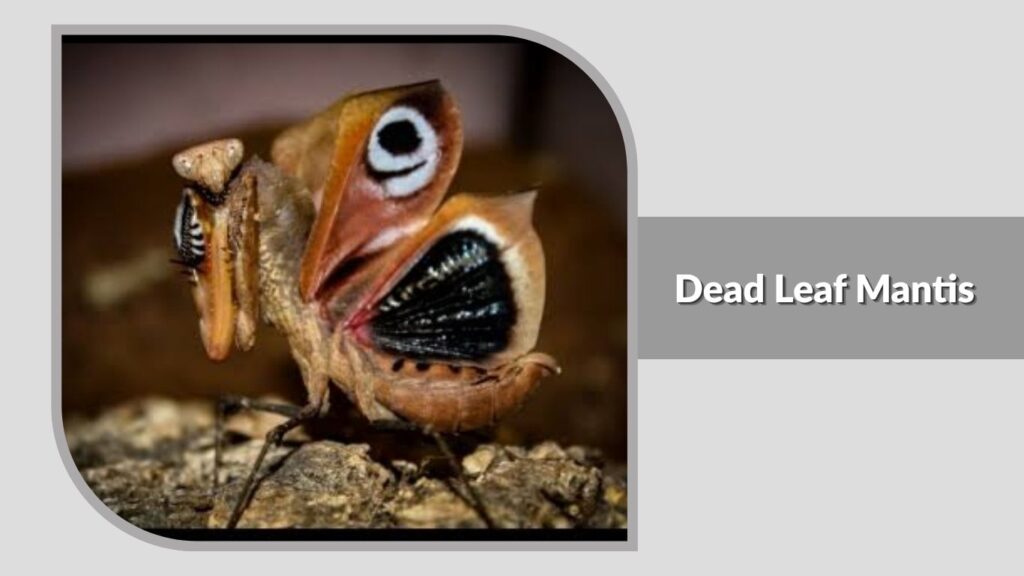 Dead Leaf Mantis