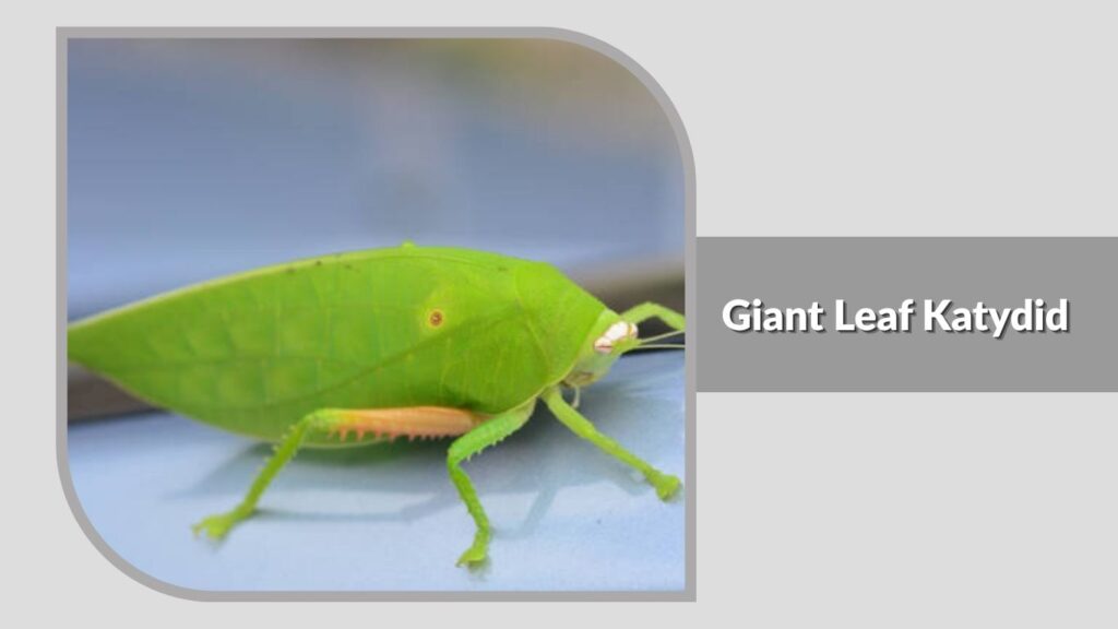 Giant Leaf Katydid