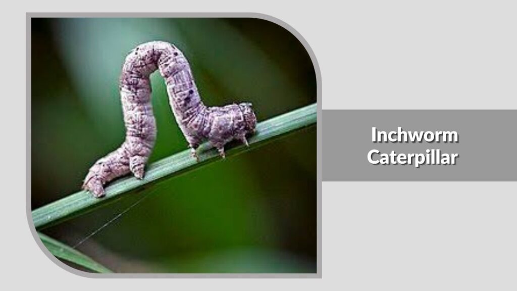 Inchworm Caterpillar