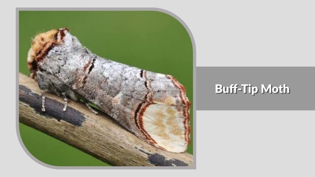 Buff-Tip Moth