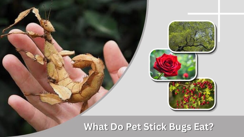 What Do Pet Stick Bugs Eat?