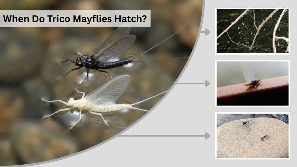 When Do Trico Mayflies Hatch?