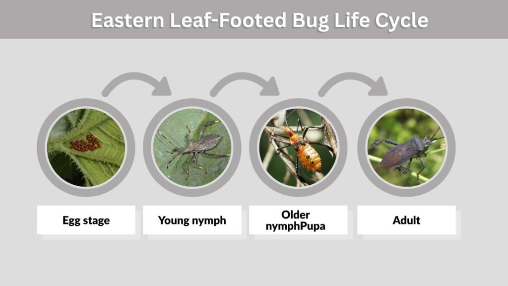 Eastern Leaf-Footed Bug Life Cycle
