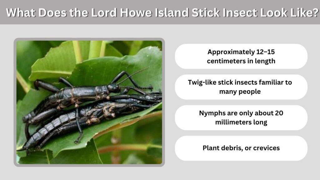 What Does the Lord Howe Island Stick Insect Look Like?