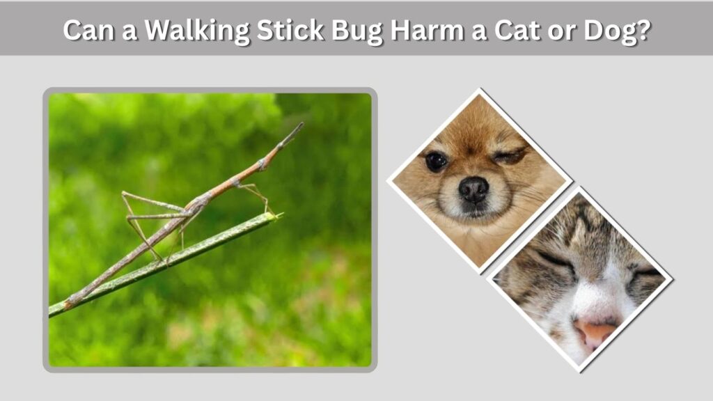 Can a Walking Stick Bug Harm a Cat or Dog?
