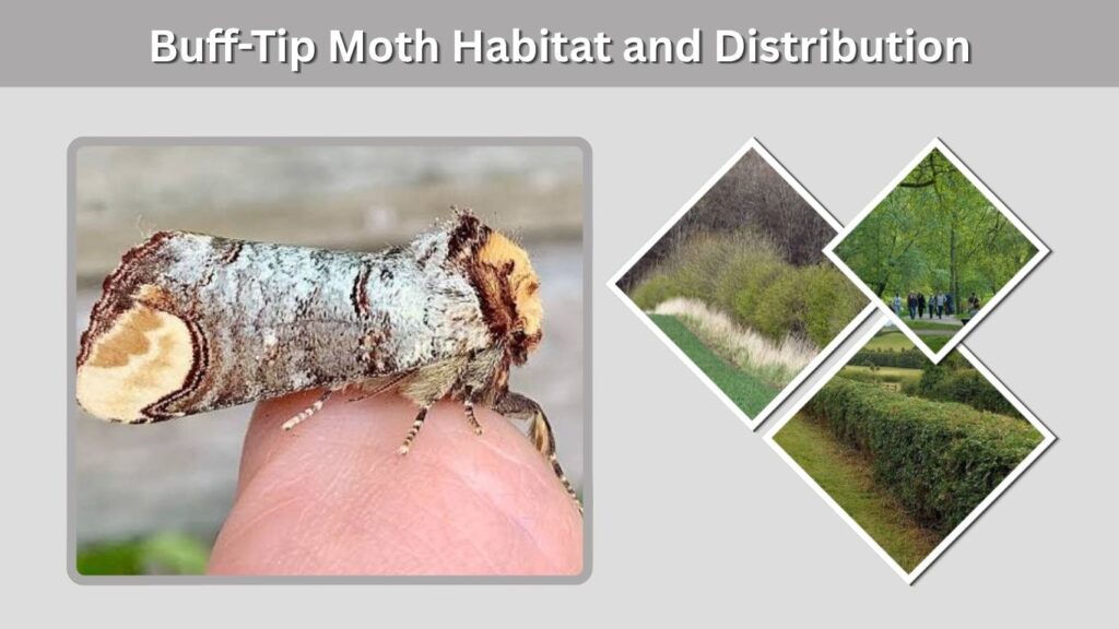 Buff-Tip Moth Habitat and Distribution