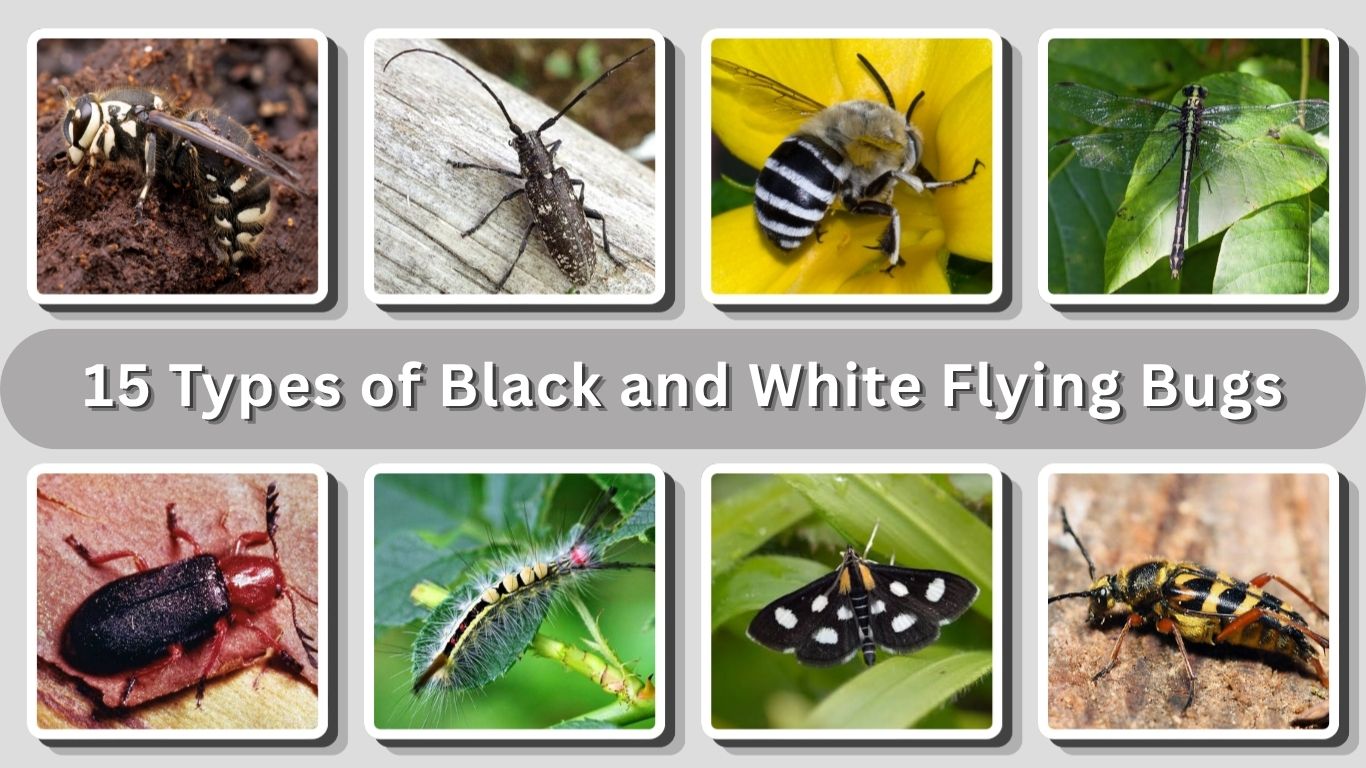 15 Types of Black and White Flying Bugs: Identification with Pictures
