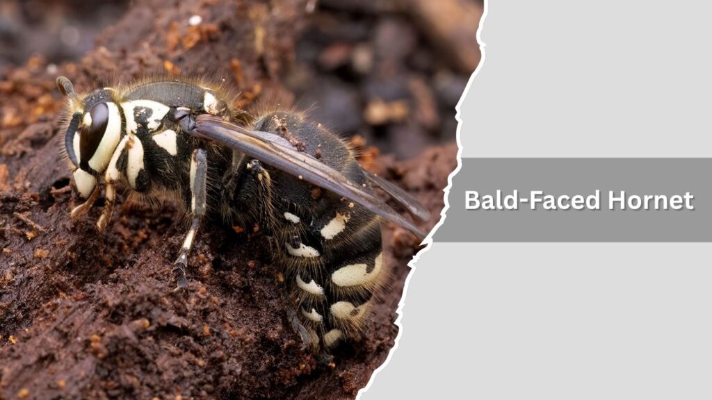 1. Bald-Faced Hornet