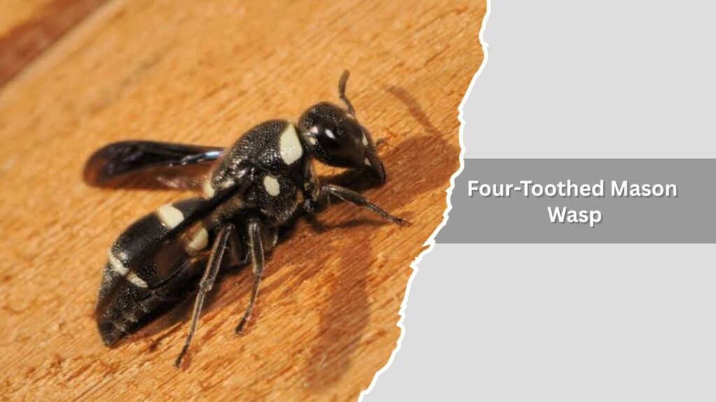 2. Four-Toothed Mason Wasp