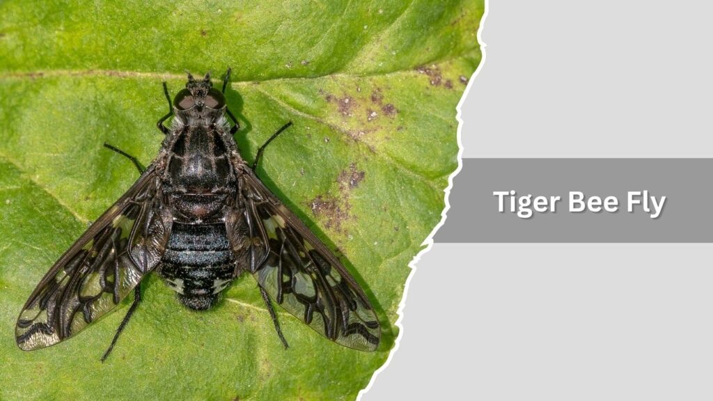 3. Tiger Bee Fly