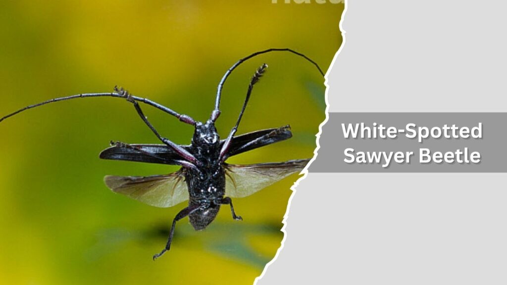 4. White-Spotted Sawyer Beetle