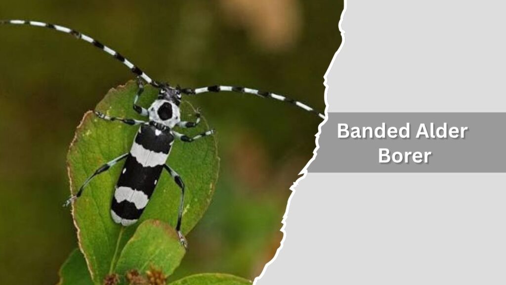 5. Banded Alder Borer